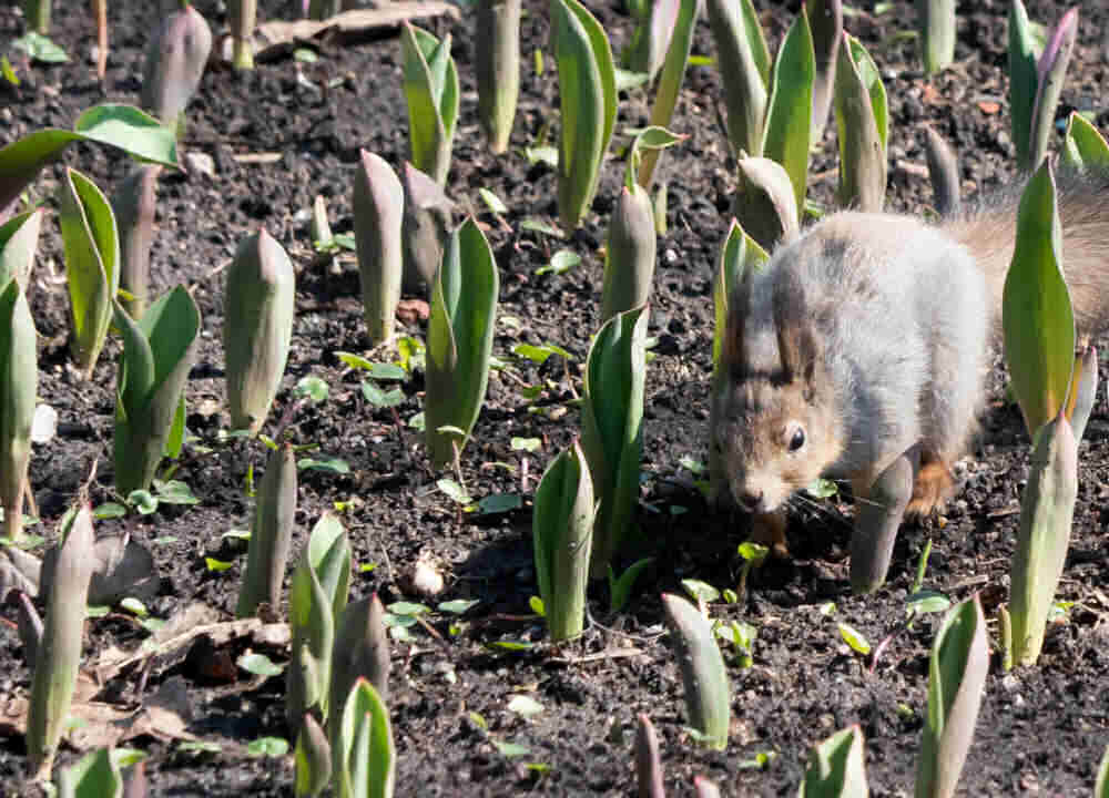 Squirrel in a patch of tulips.