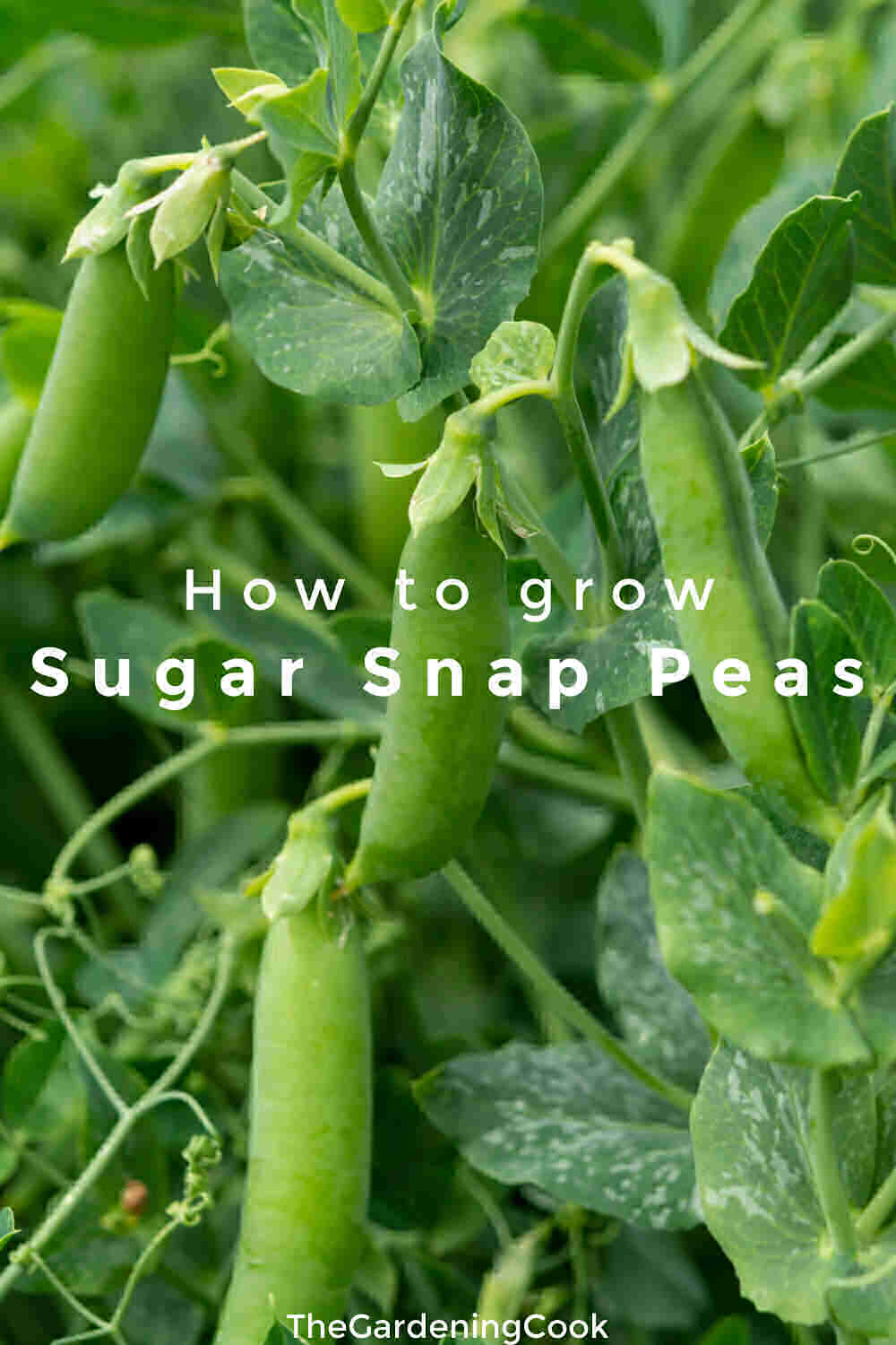 Snap pea plants with words How to Grow Sugar Snap Peas.