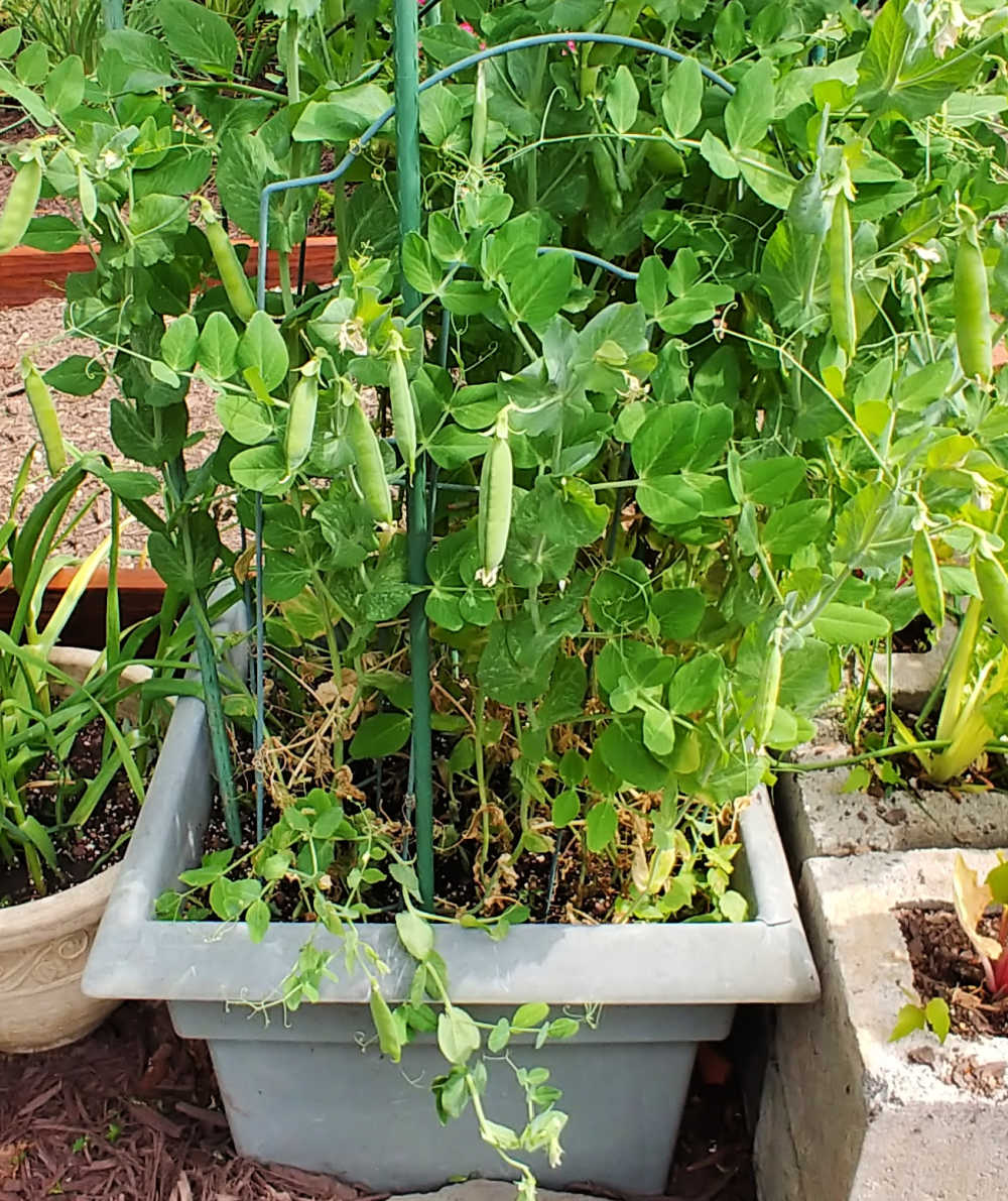 Growing sugar snap peas in a container.