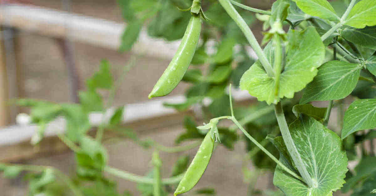 two pods of sugar snap peas on vines.