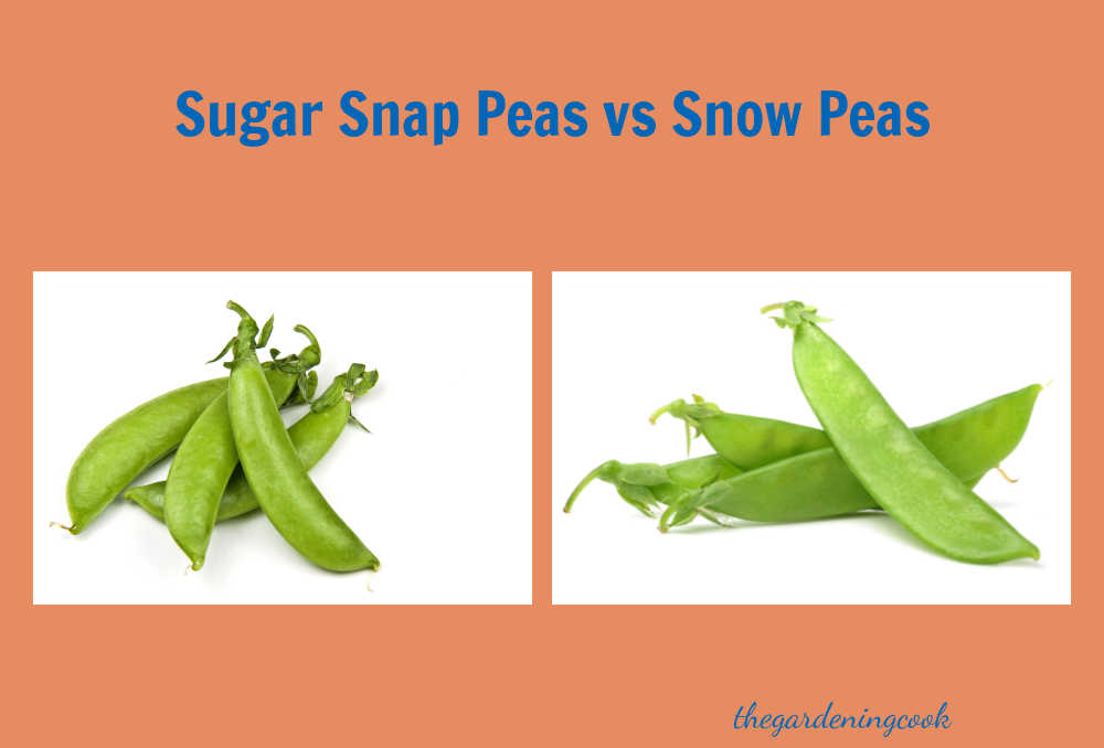 Two types of green peas on a peach colored background with text overlay reading sugar snap peas vs snow peas.