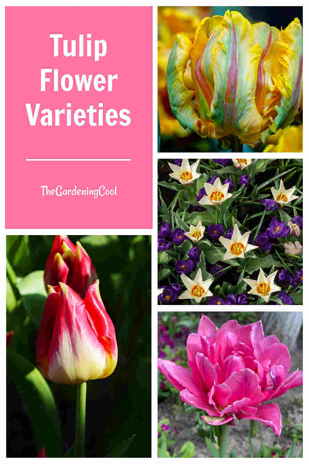 Double, fringed, species and bicolored tulips in a collage with words Tulip flower varieties.