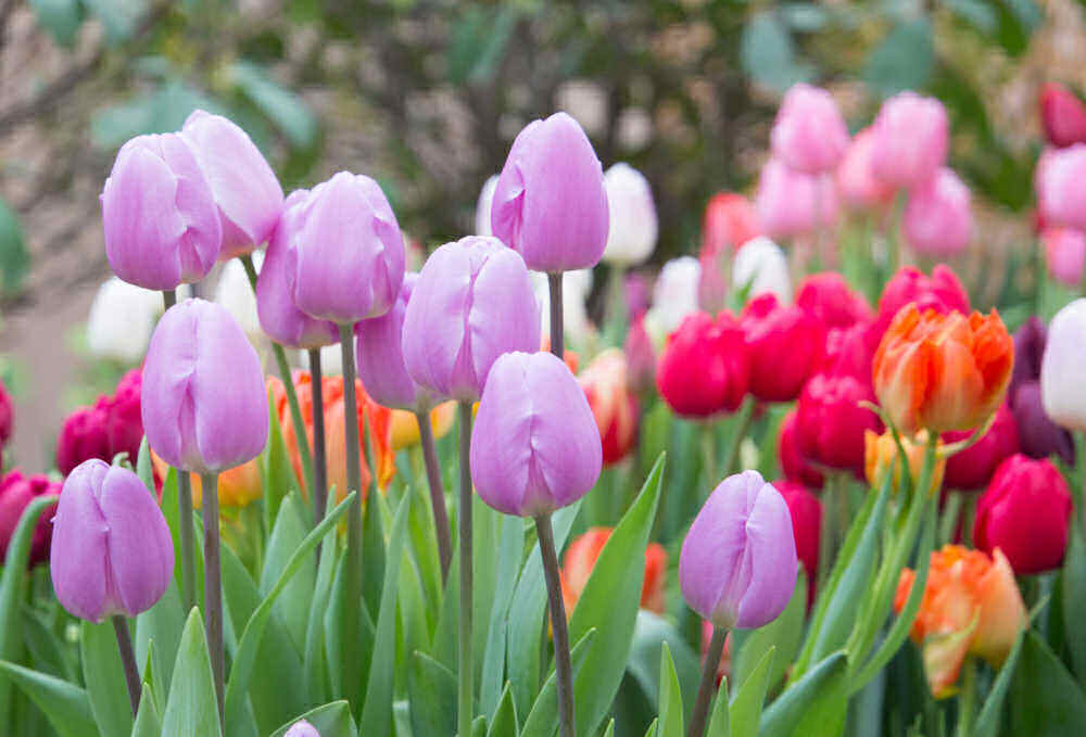 Lilac, pink and red tulips in a garden.