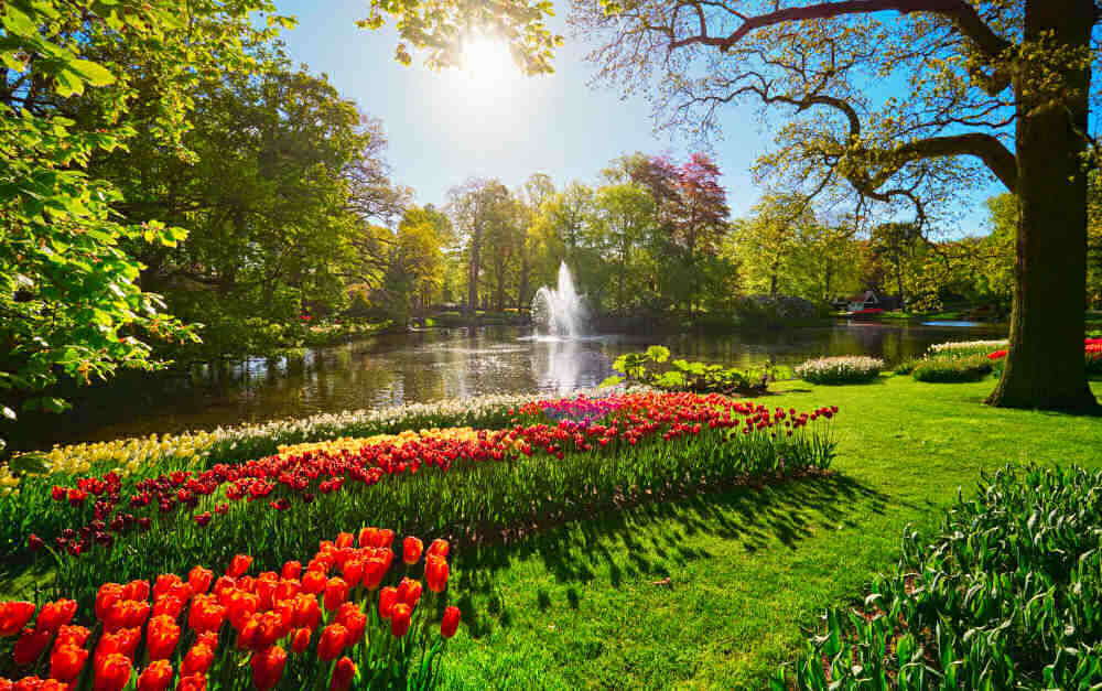 Keukenhof flower garden with blooming tulip flowerbeds - sunny location under trees.