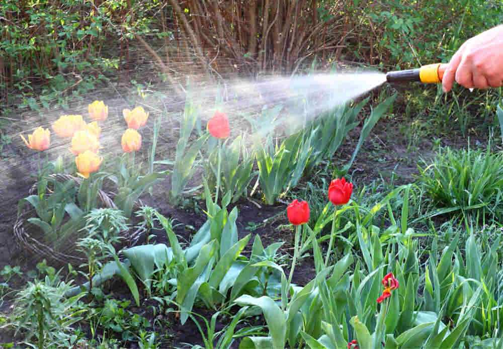Watering a bed of tulips.