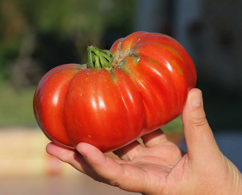 Hand holding a beefsteak tomato.