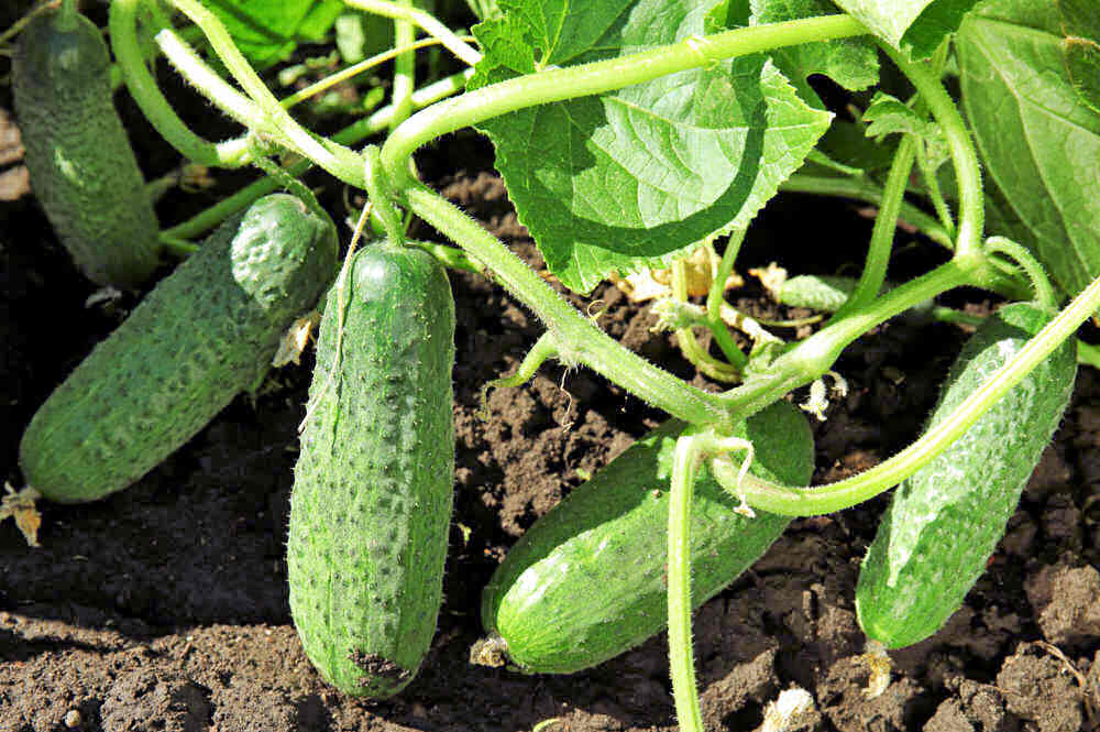 Green cucumbers on the vine.