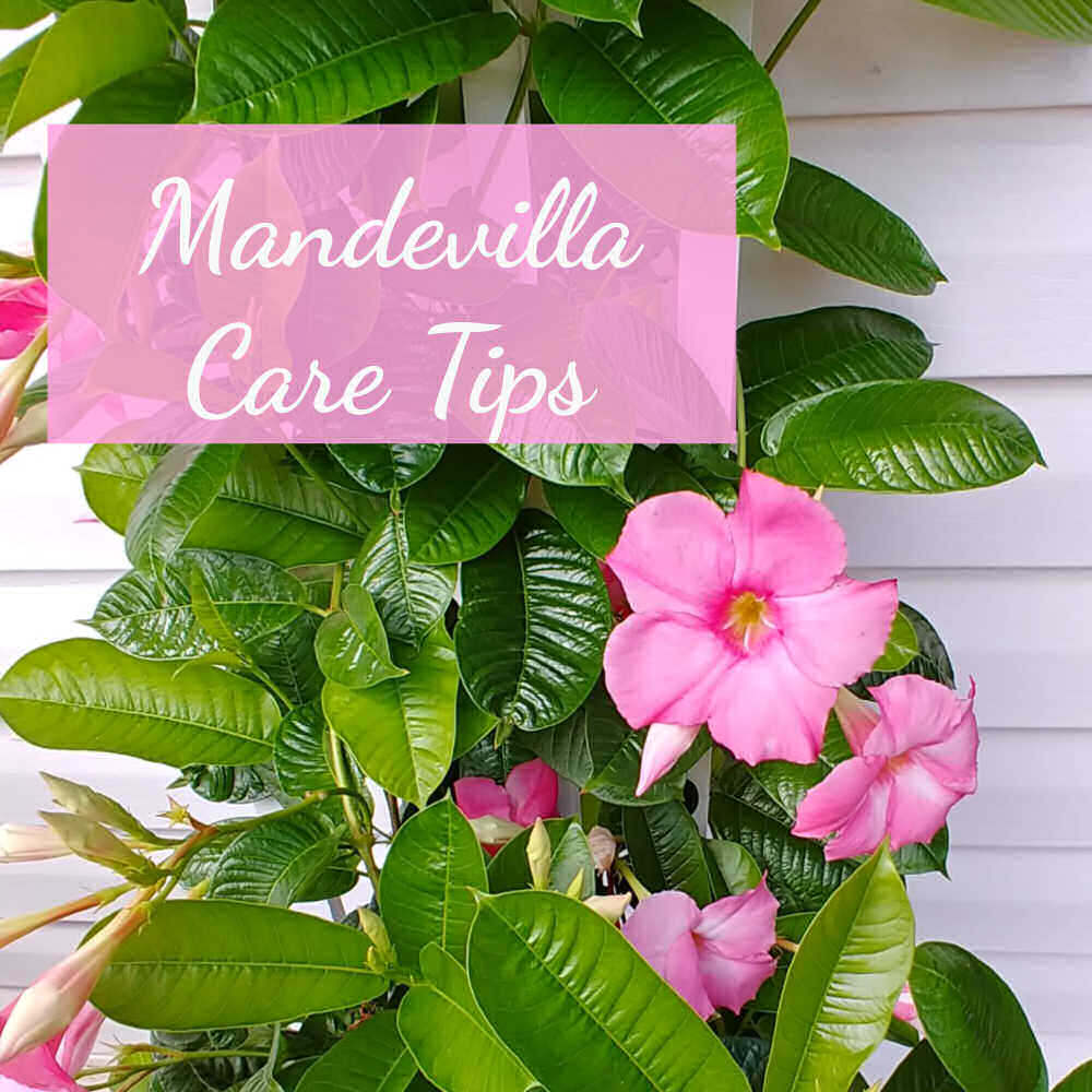 Pink flowering vine with words Mandevilla care tips.