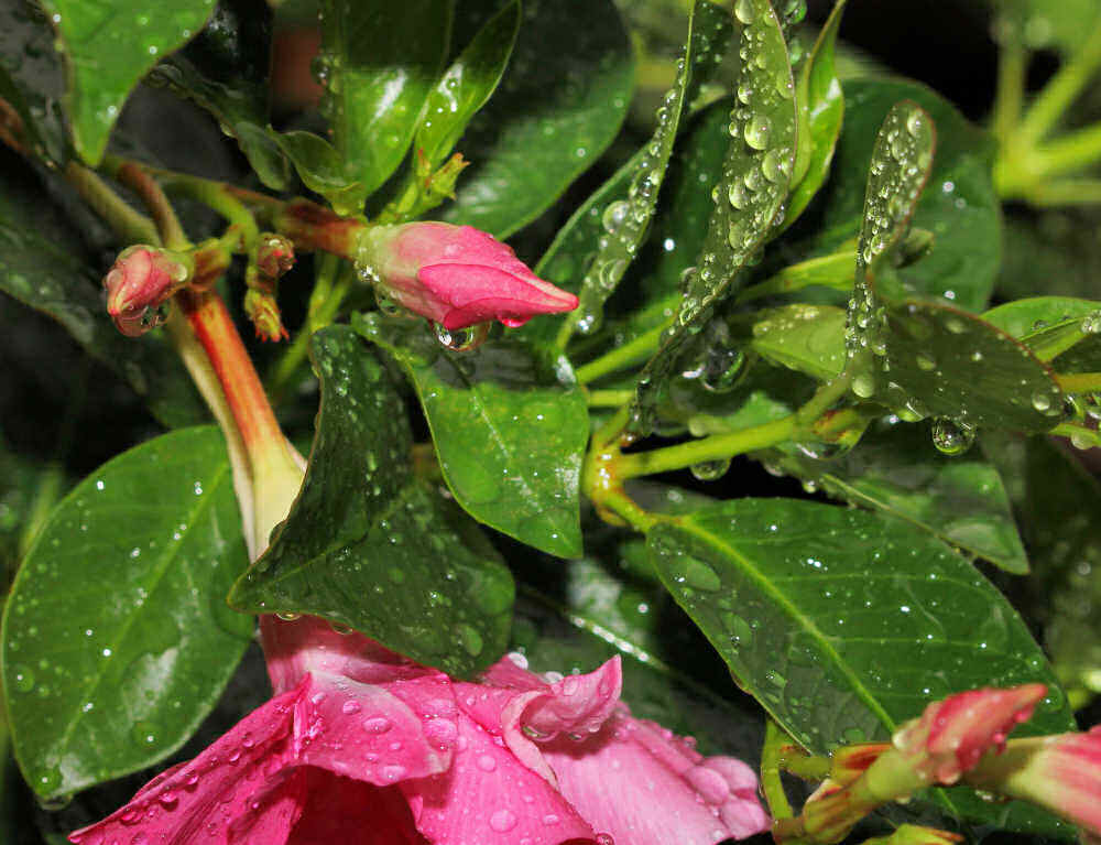 Mandevilla leaves and flowers with rain on them.