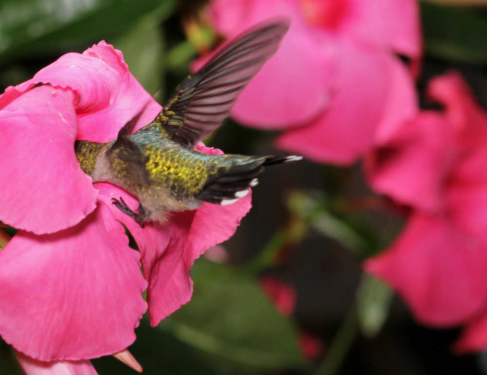 Hummingbird feeding on a mandevilla vine flower.