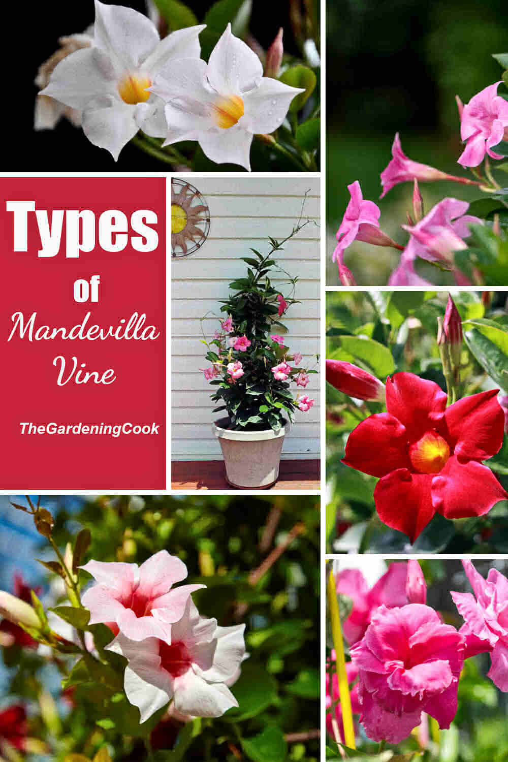 Varieties of mandevilla in a collage with words Types of mandevilla vine.