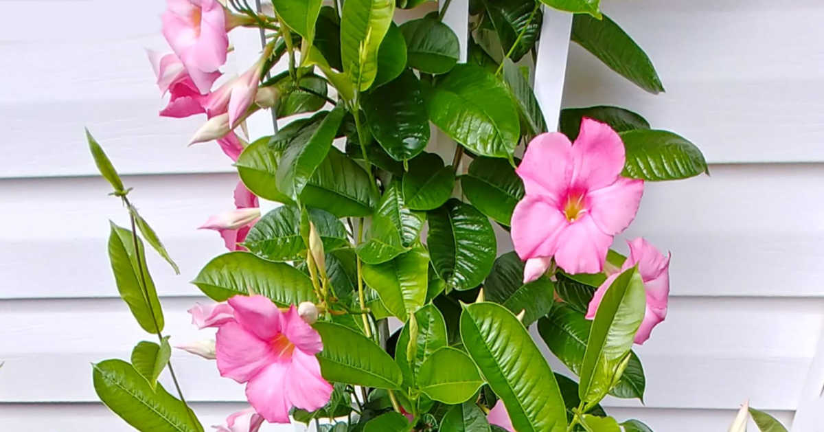 Mandevilla vine with pick flowers.
