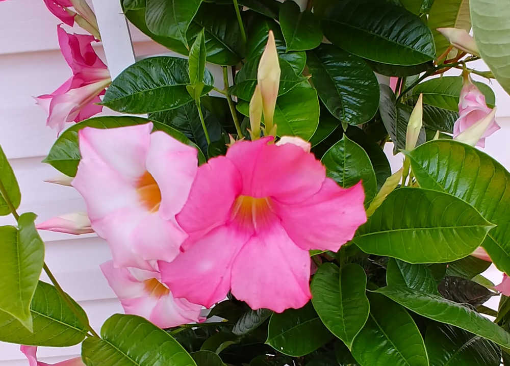 Pink and rose flowers of the mandevilla plant.