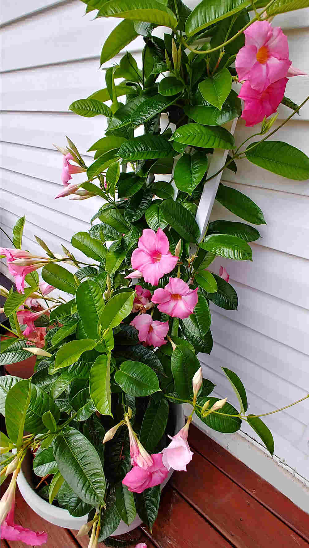Mandevilla plant in a pot with trellis behind it.