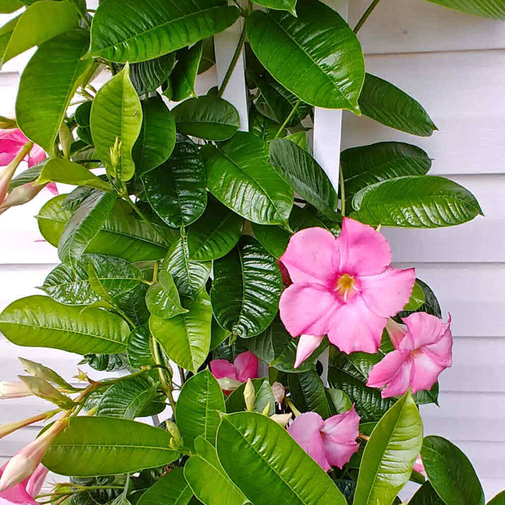 Pink mandevilla plant