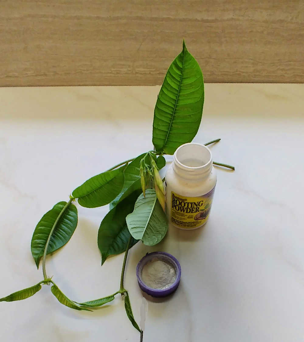 Bottle of rooting powder and mandevilla vine cuttings for propagation.