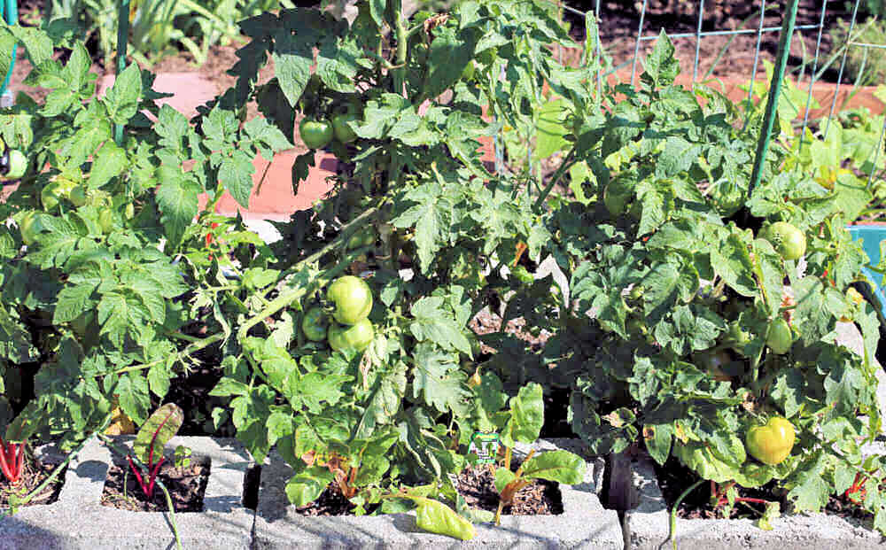 Raised garden bed with patio tomatoes.