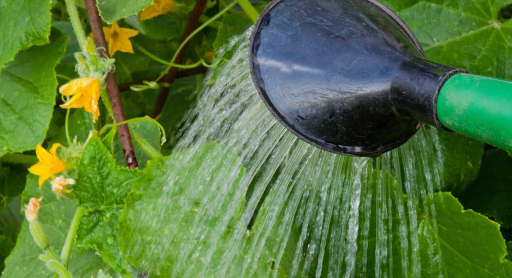 Watering a cucumber plant.