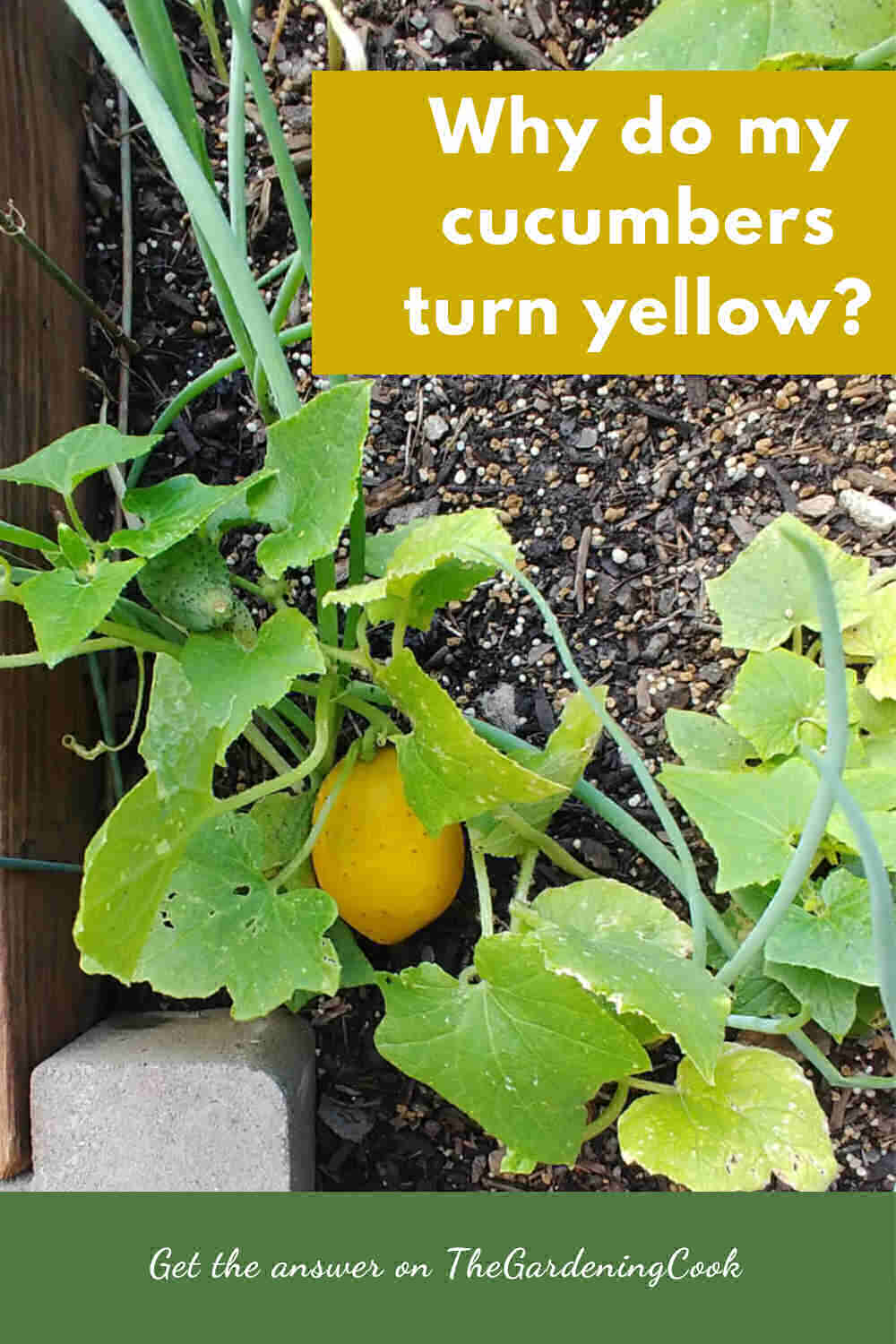 Green and yellow cucumbers on the vine with words Why do my cucumbers turn yellow?