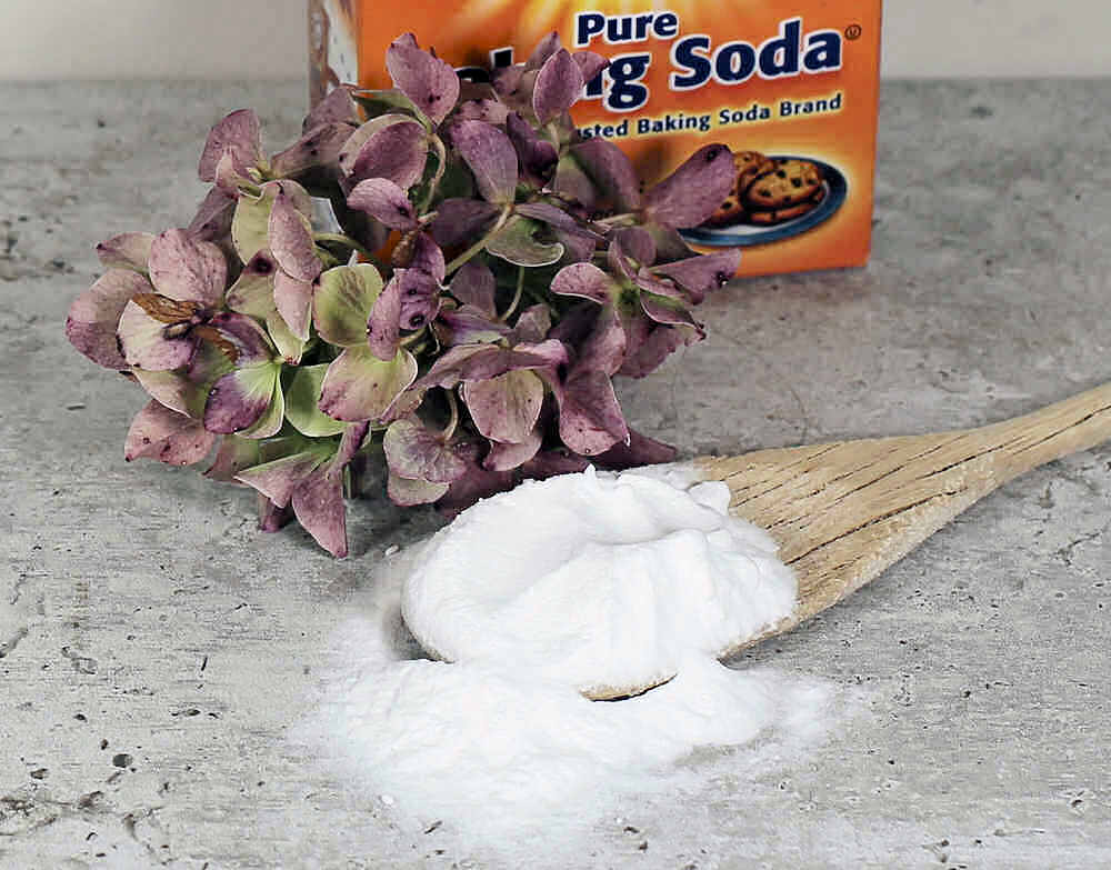 spoonful of baking soda and hydrangea flower.
