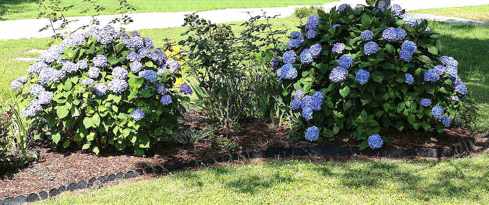 Rows of blue hydrangea bushes in a garden bed.