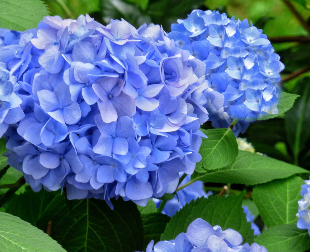 Blue mophead hydrangea flowers.