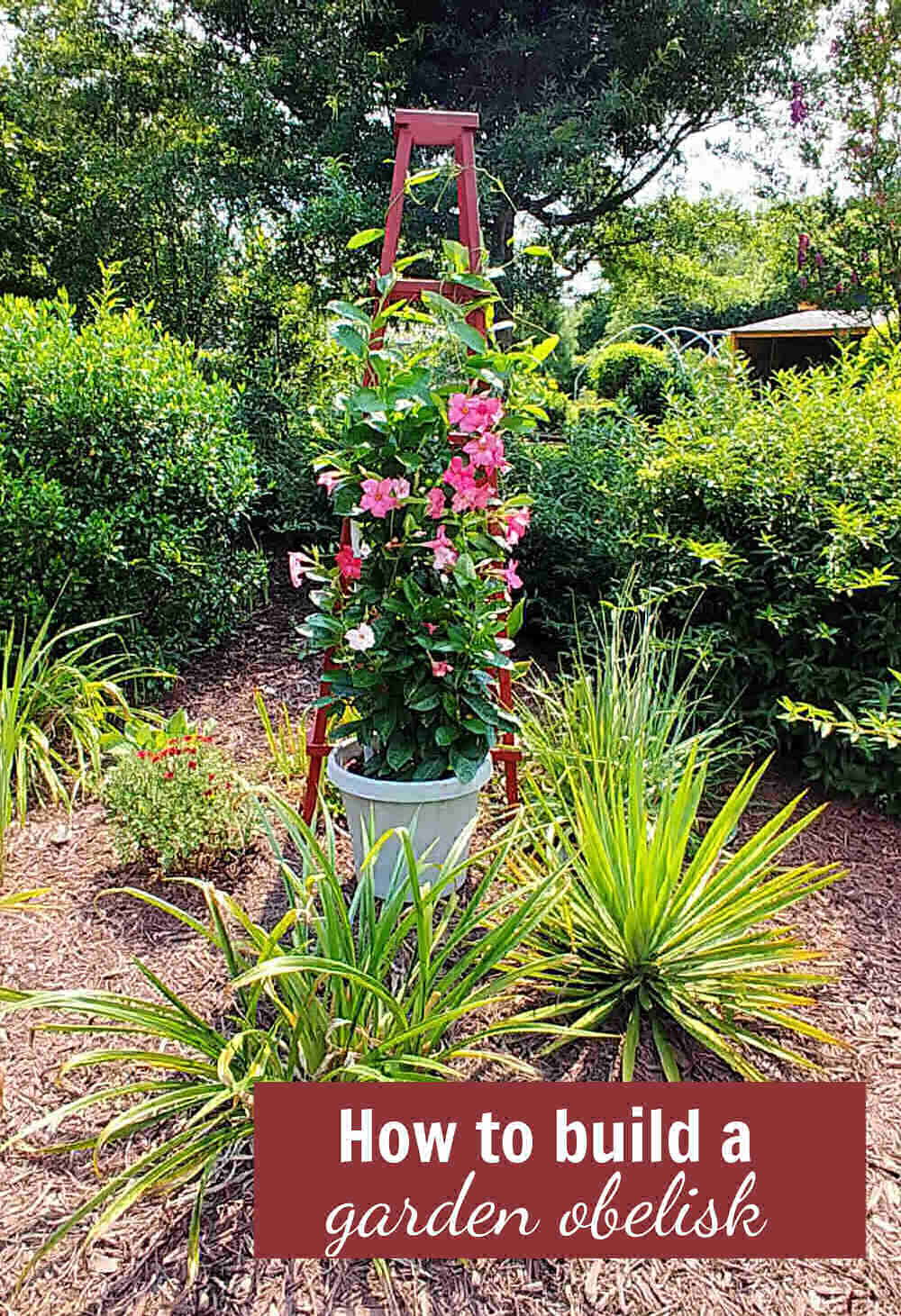 Mandevilla vine climbing an obelisk with words reading How to build a garden obelisk.