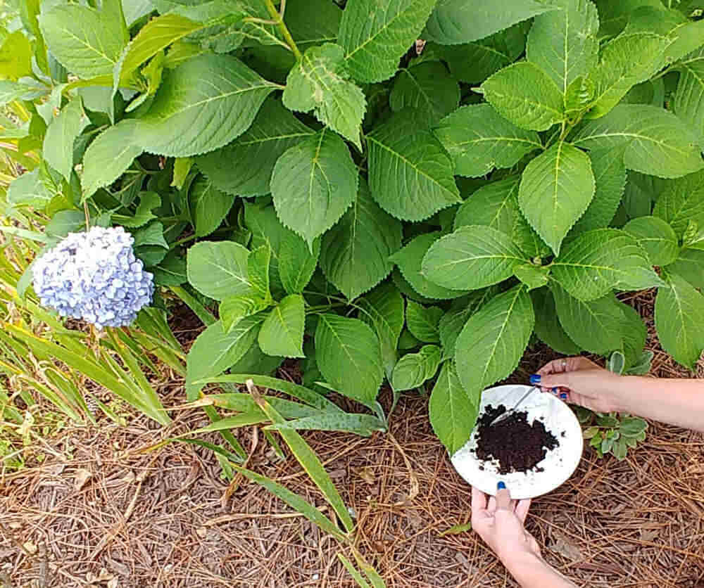 Adding coffee grounds to soil around hydrangea bush. 