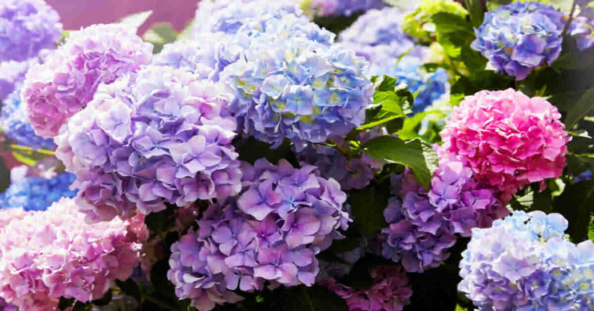 hydrangea blooms in many colors.