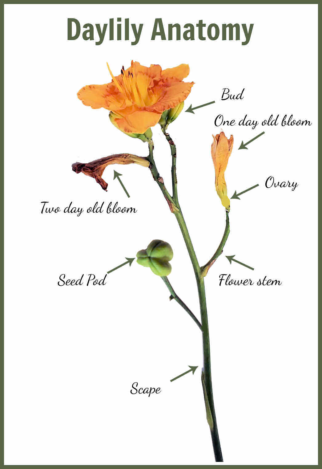 Image showing parts of a daylily with arrows.