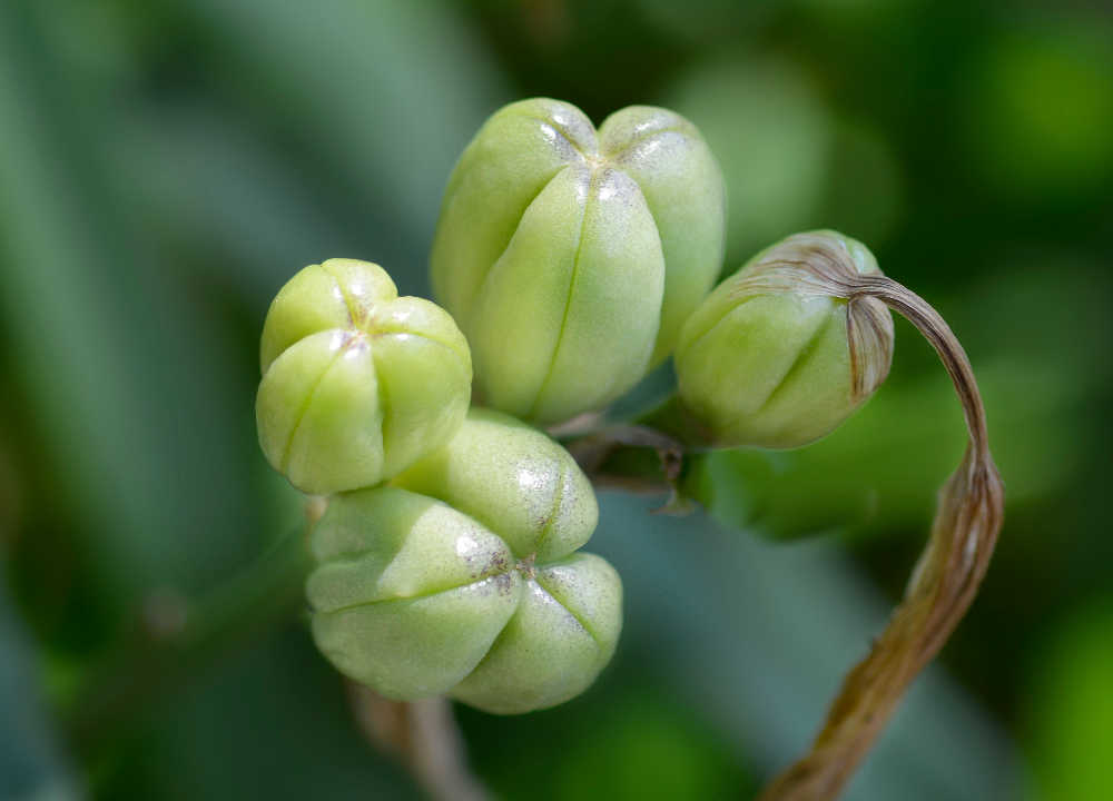 Daylily-seed pods.