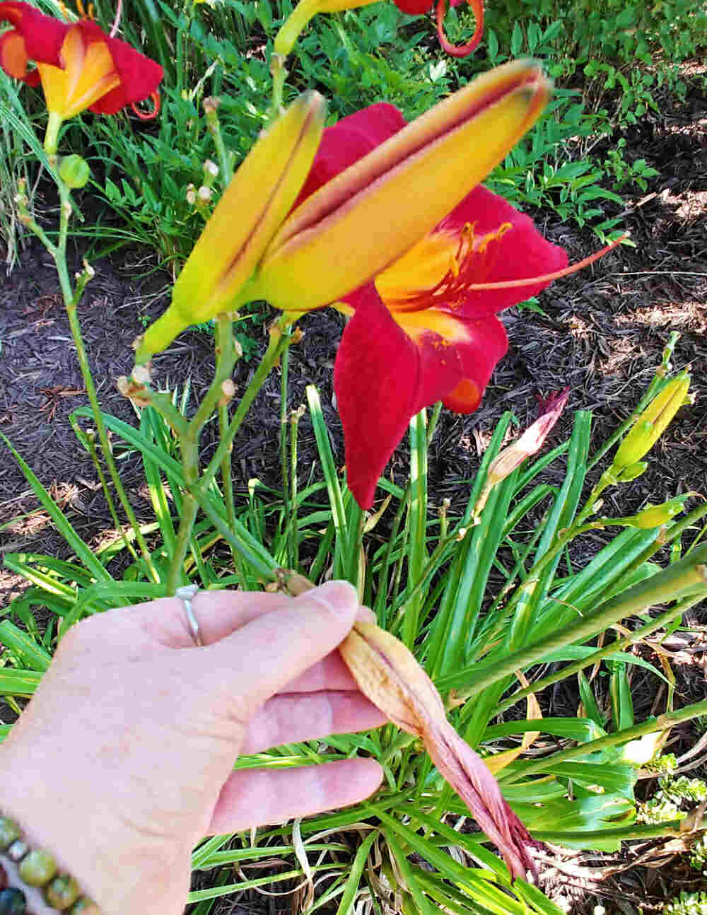 Hand holding a spent daylily flower for the task of deadheading daylilies