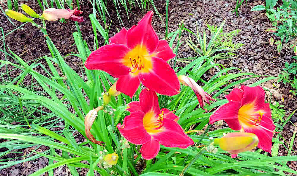 red vols daylily that needs some deadheading.