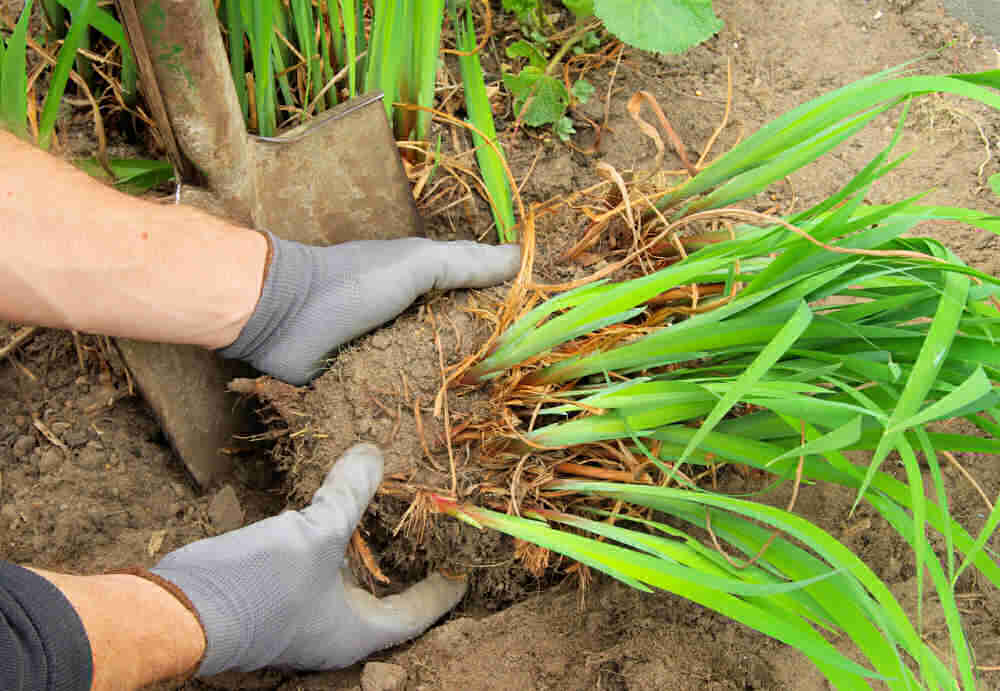 Hands in gardening gloves, dividing daylilies