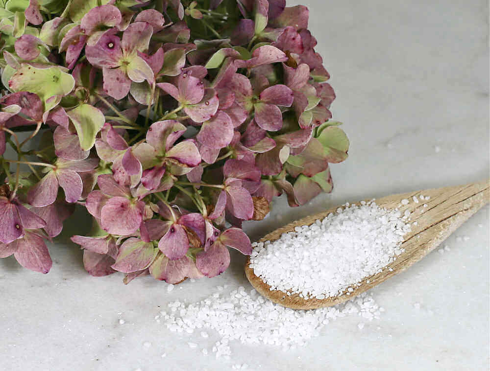 Spoonful of epsom salts with a hydrangea flower.