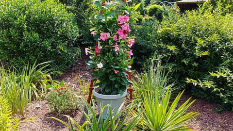 Wooden Garden Obelisk – Building a Garden Tuteur Climbing Trellis