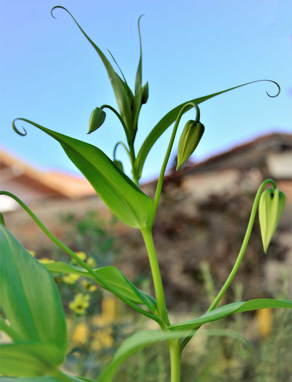 Flame lily leaves and flower buds.
