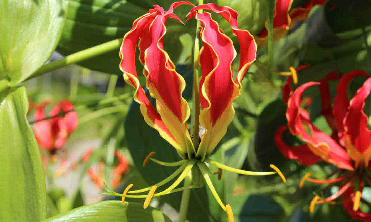 Red and yellow flower of flame lily.