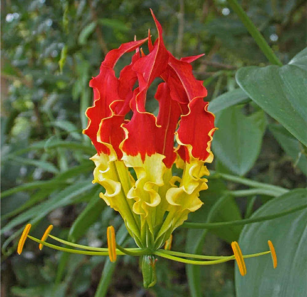Close up of a glory lily flower.