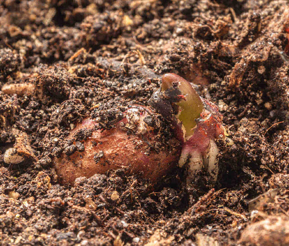 Sprouting tuber in a bed of soil.