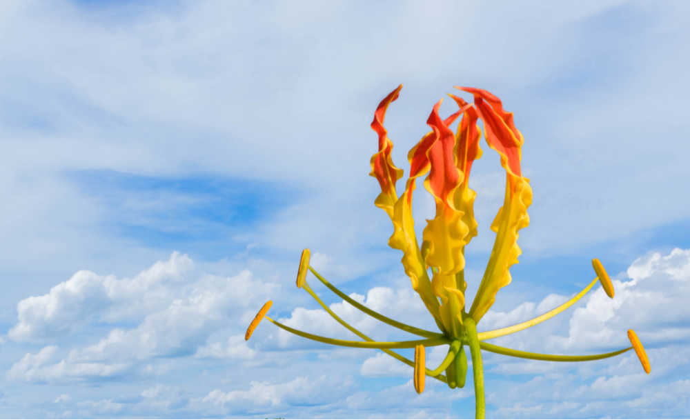 Flame lily with blue sky behind it.