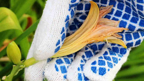 Deadheading Daylilies – How to Prune Daylilies After They Bloom
