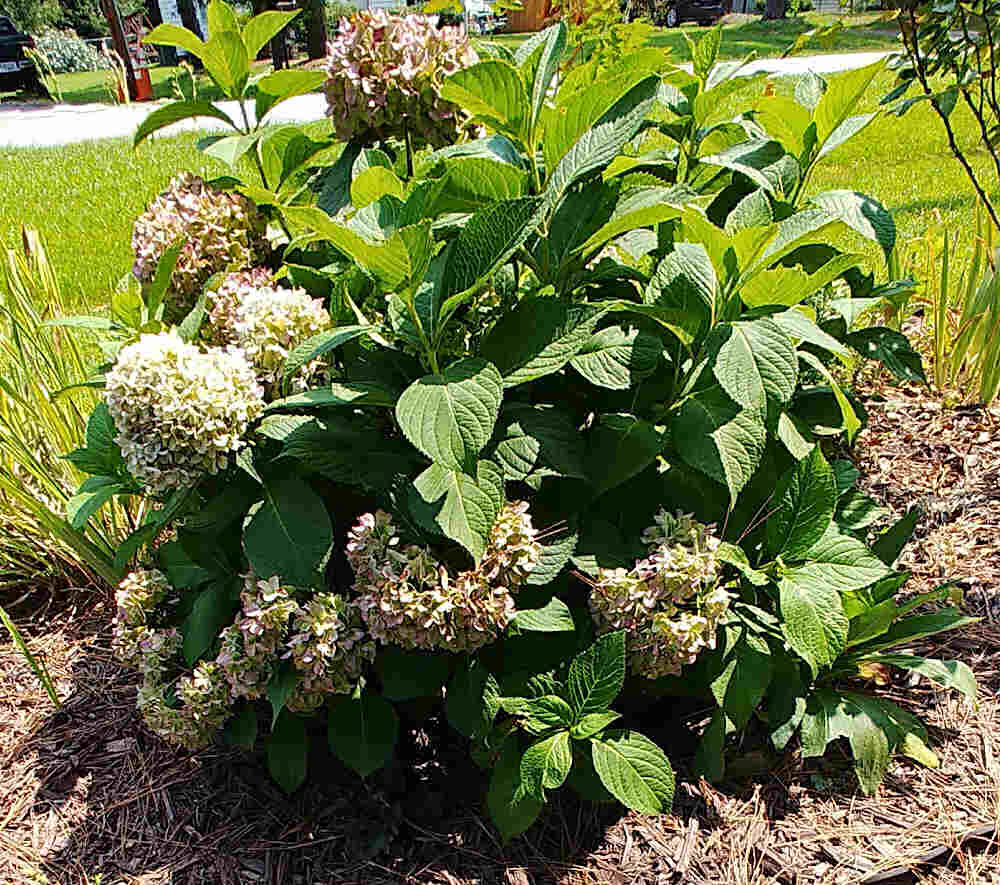 Hydrangea color change - Blue hydrangea flowers get lighter with age.