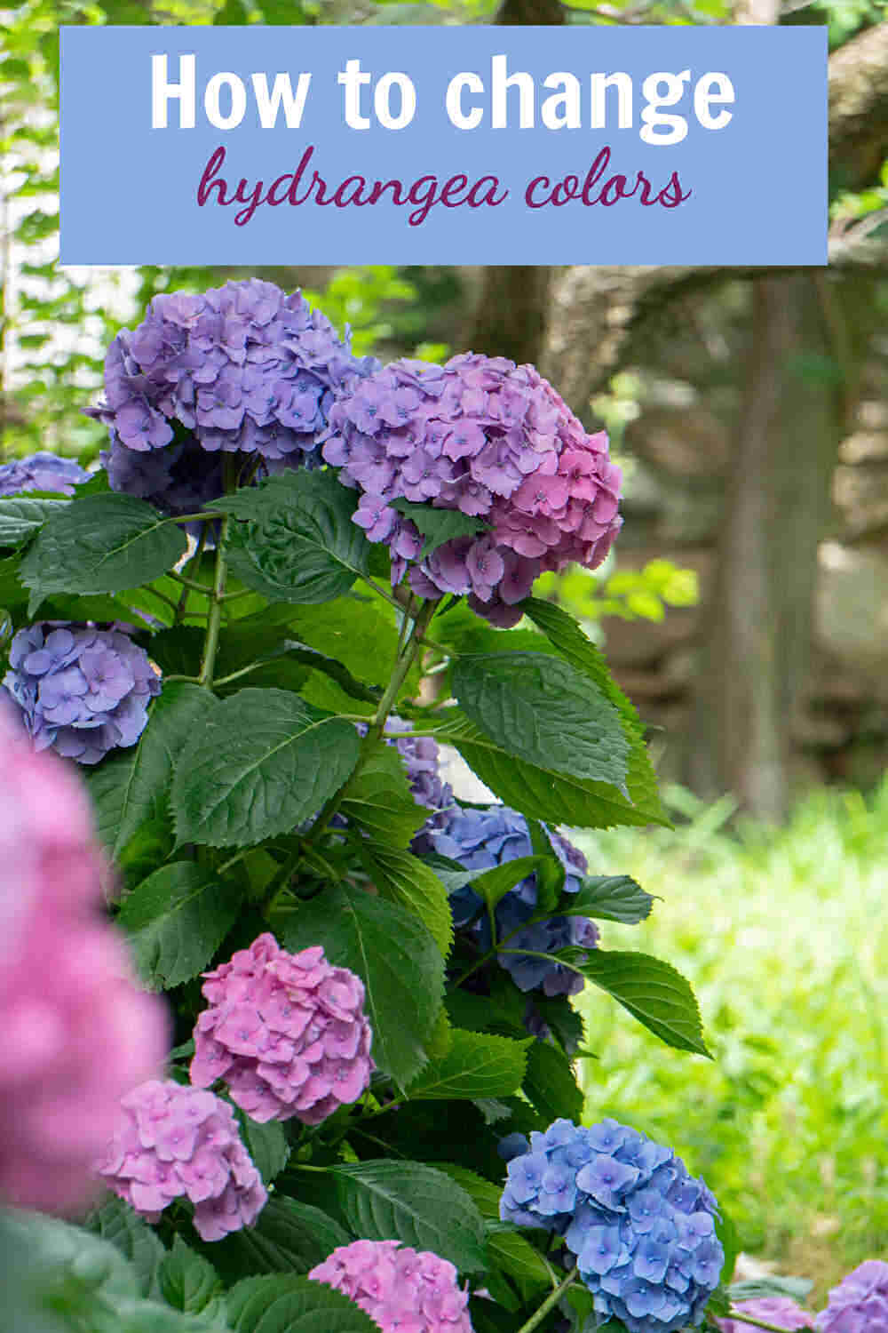 Pink and blue hydrangea blooms with words How to change hydrangea colors.
