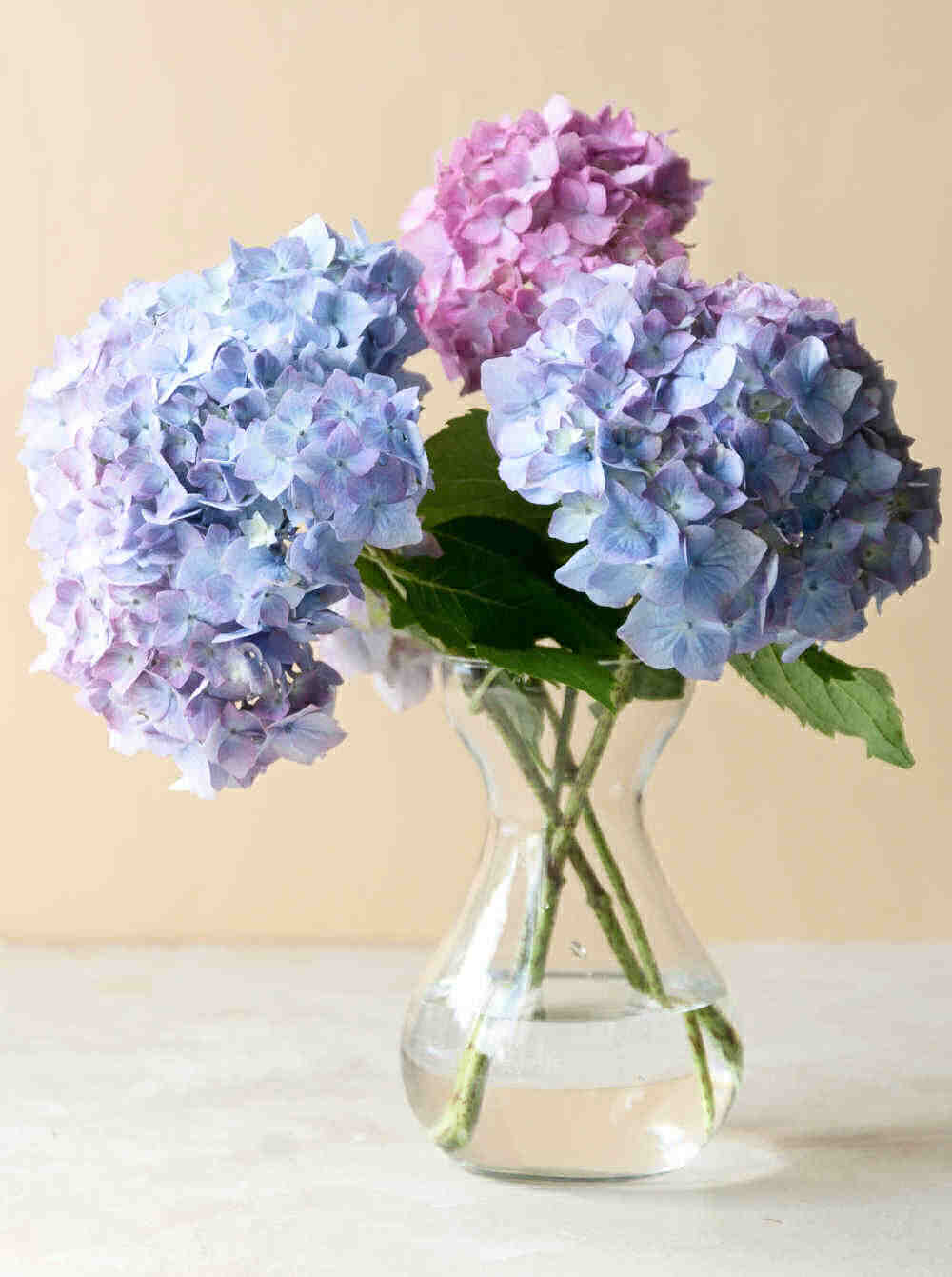 Cut hydrangea flowers in a clear vase.