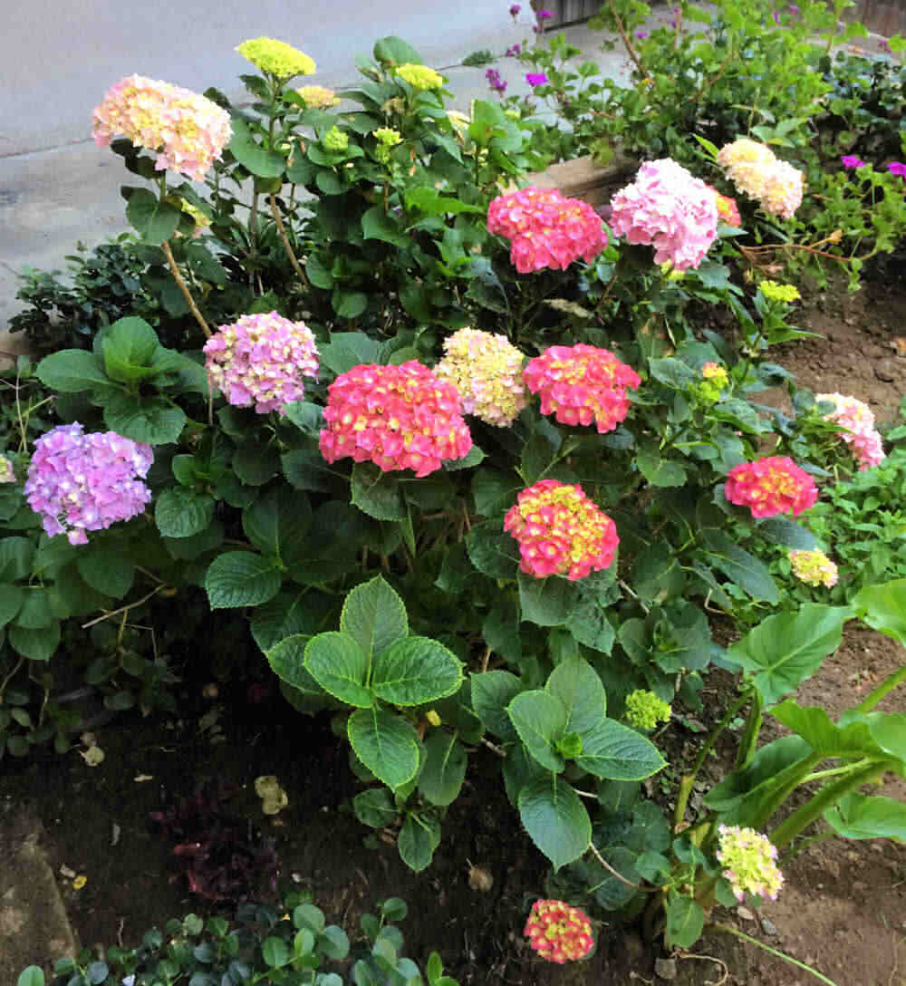 Hydrangea color change - Mixed hydrangea colors in blooms on one bush..