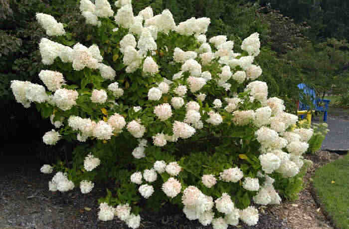 Hydrangea bush with white flowers.
