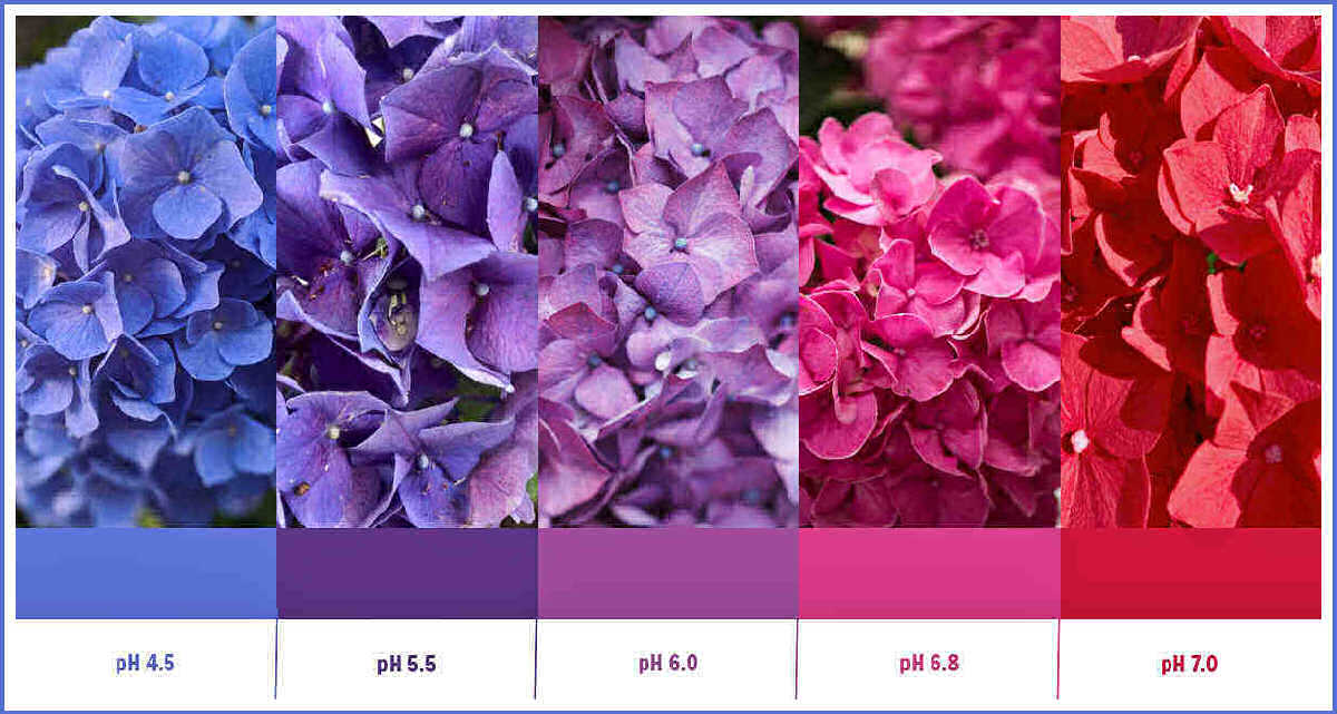 Hydrangea color change - Hydrangea color pH chart showing pH soil levels and colors of hydrangea blooms.