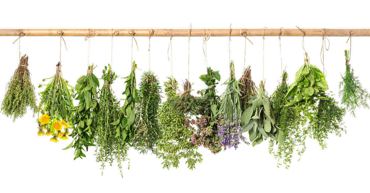 Row of fresh herbs tied to a long pole.
