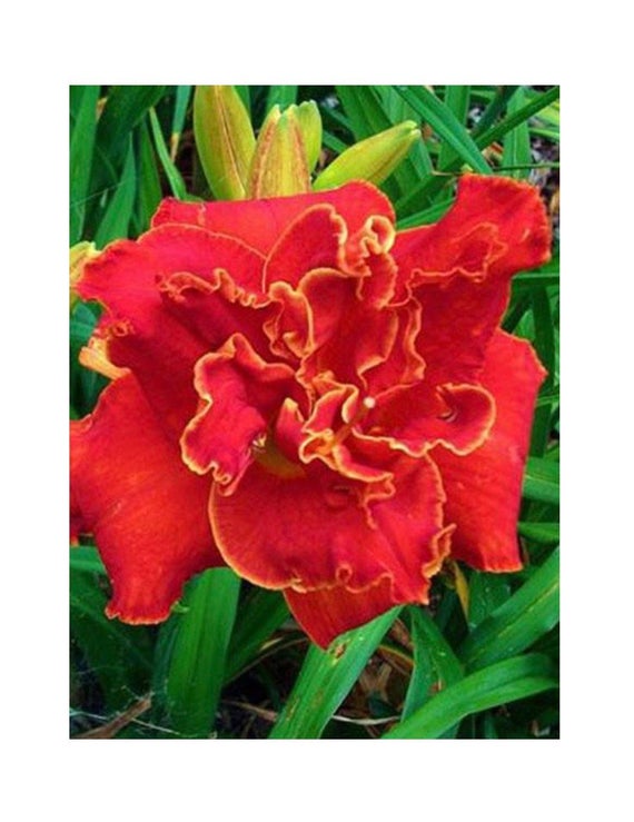 Moses Fire Reblooming Daylily Red Double Day Lily Bare 